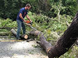  Milford, UT Tree Care Pros